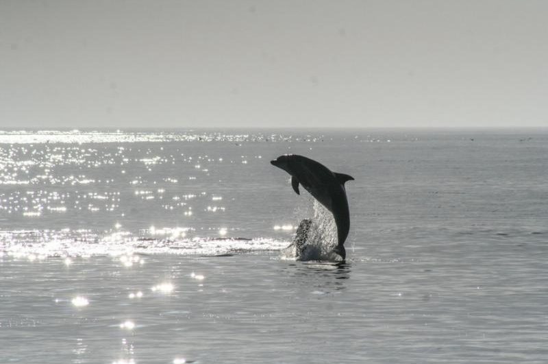 Dolphin leaping from the water